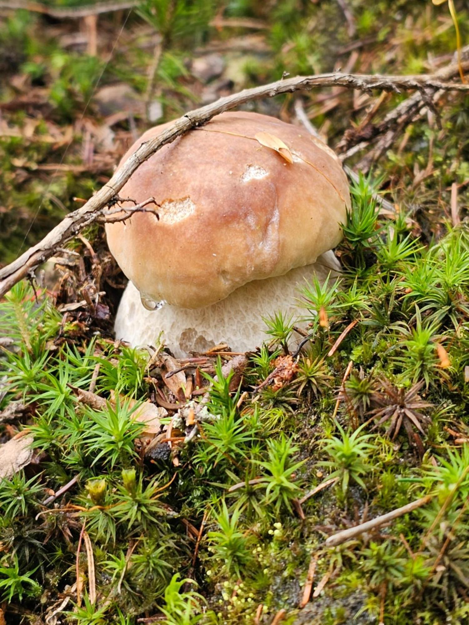 Spalona Osmelakowa Dolina 빌라 외부 사진
